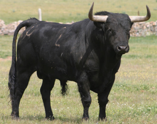 toro.jpg