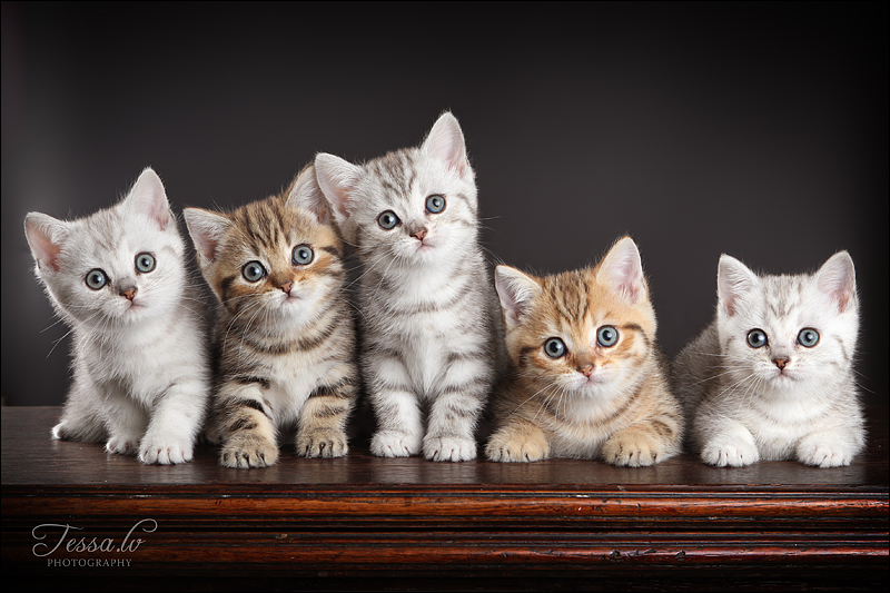 kittens1.jpg