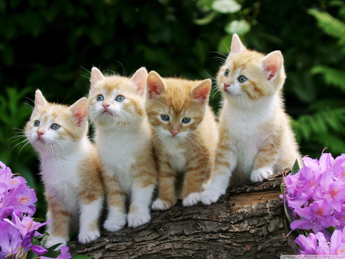 kittens2.jpg